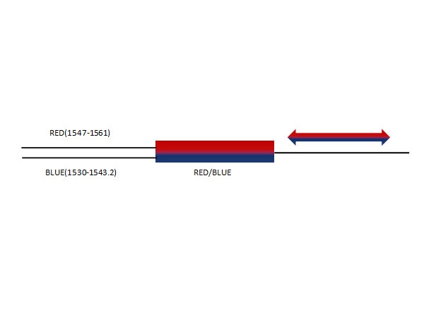 How to use Red Blue filter for DWDM single fiber transmission